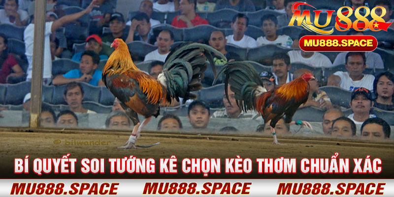 Bí Quyết Soi Tướng Kê Chọn Kèo Thơm Chuẩn Xác