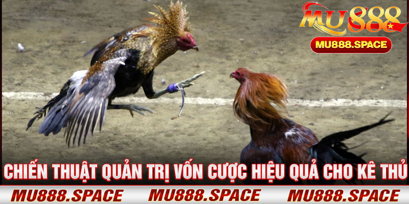 Chiến Thuật Quản Trị Vốn Cược Hiệu Quả Cho Kê Thủ