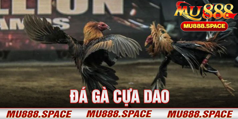 Đá Gà Cựa Dao