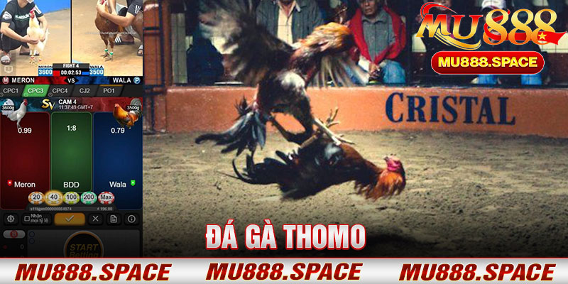Đá Gà Thomo