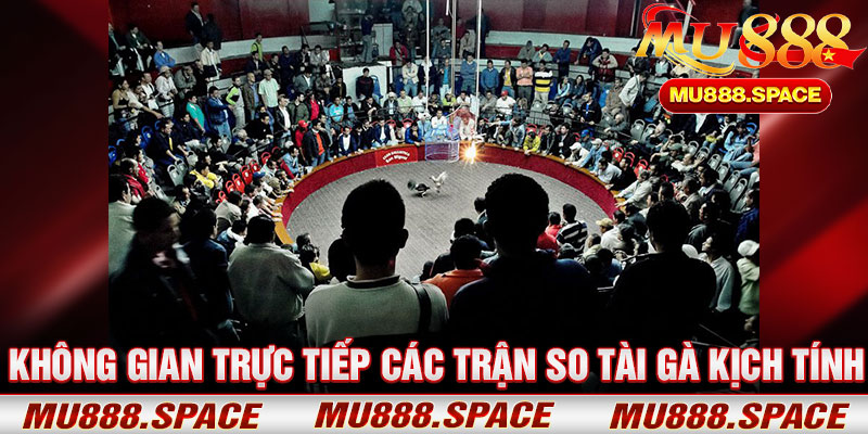 Không Gian Trực Tiếp Các Trận So Tài Gà Kịch Tính