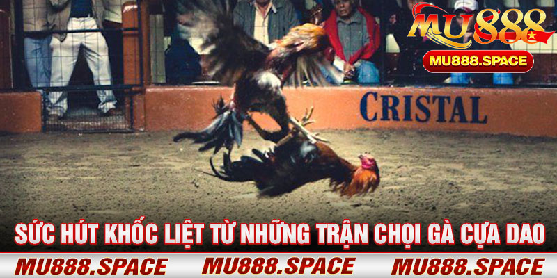 Sức Hút Khốc Liệt Từ Những Trận Chọi Gà Cựa Dao