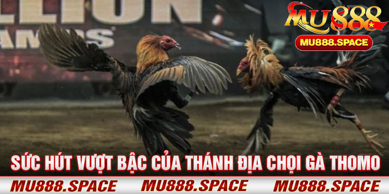 Sức Hút Vượt Bậc Của Thánh Địa Chọi Gà Thomo