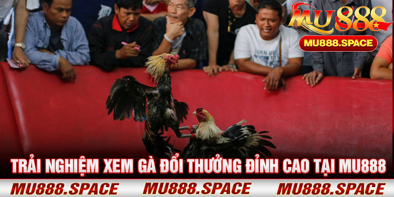 Trải Nghiệm Xem Gà Đổi Thưởng Đỉnh Cao Tại Mu888