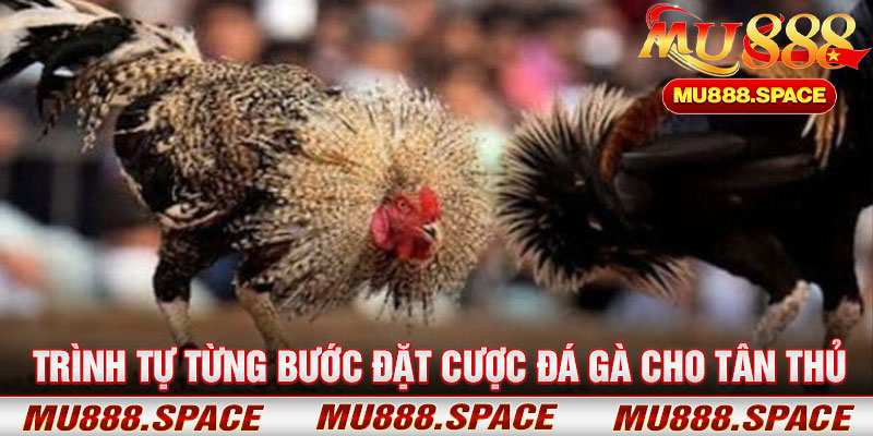 Trình Tự Từng Bước Đặt Cược Đá Gà Cho Tân Thủ